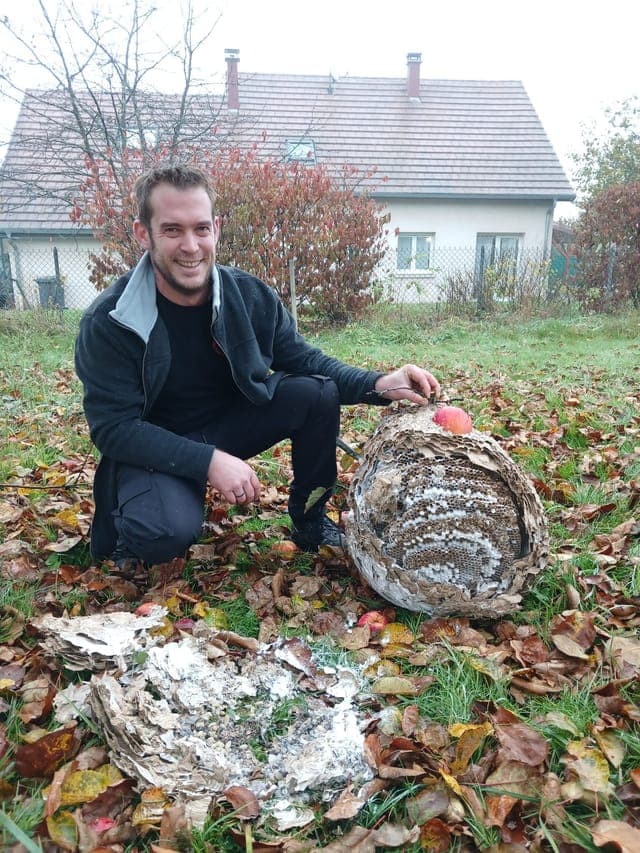 Destruction de nid de guêpes par JS Services Nuisibles