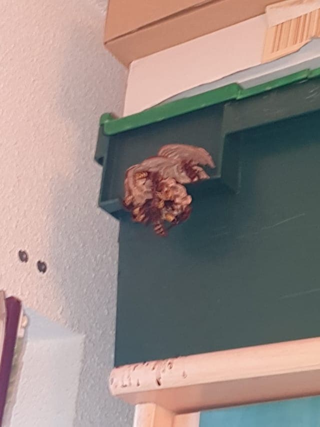 Nid de guêpes traité