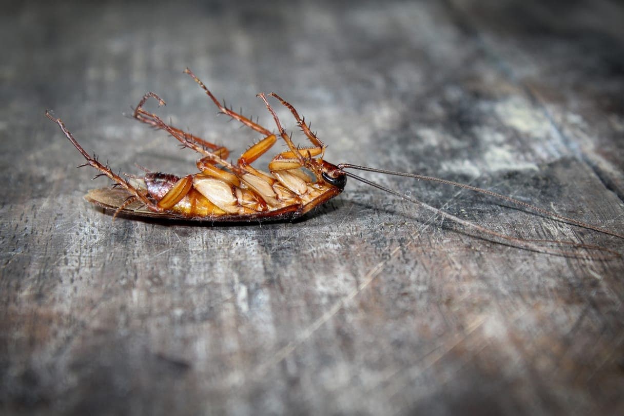 Extermination de cafards et autres insectes