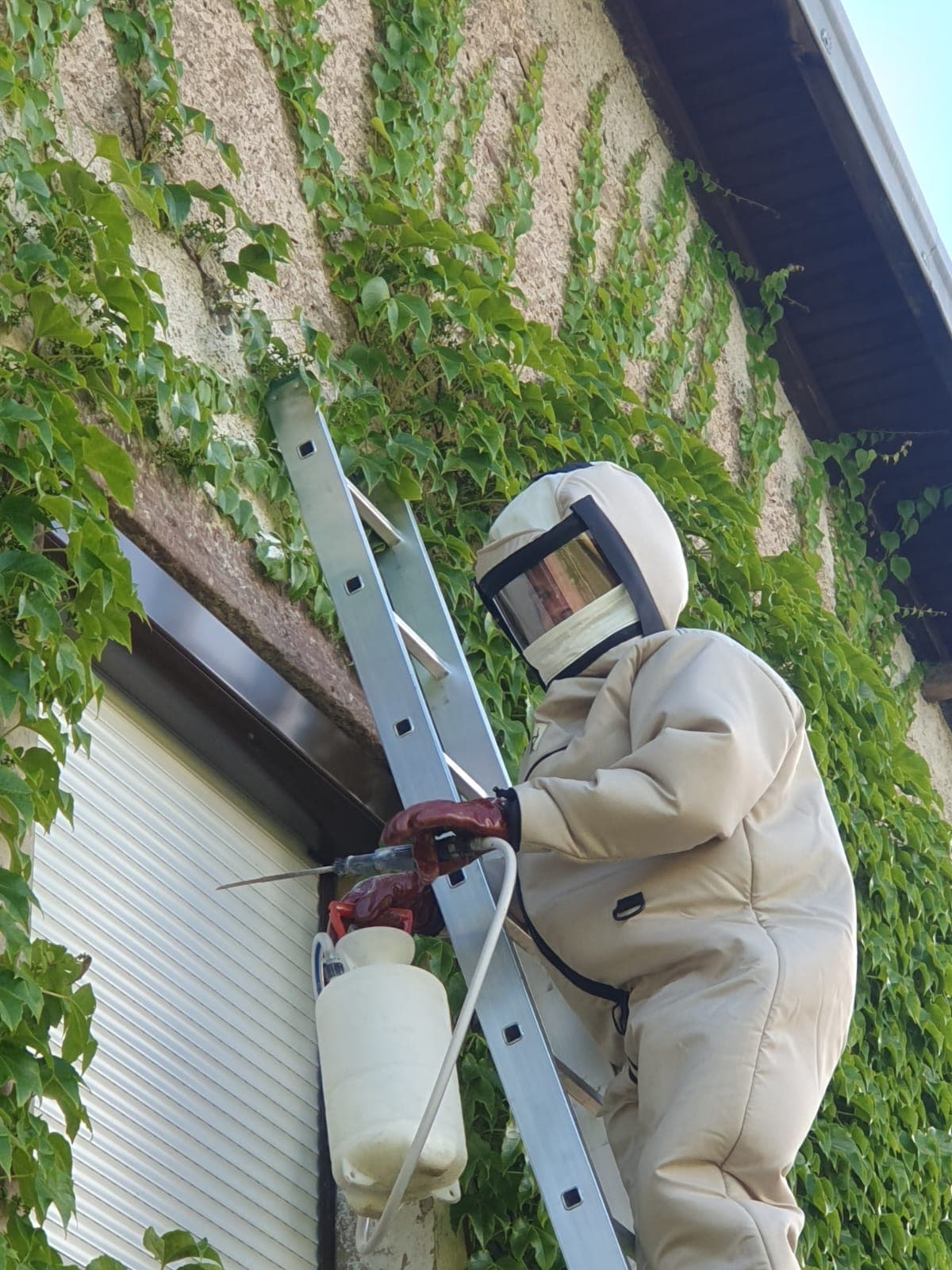 Traitement anti-insectes professionnel à Giromagny