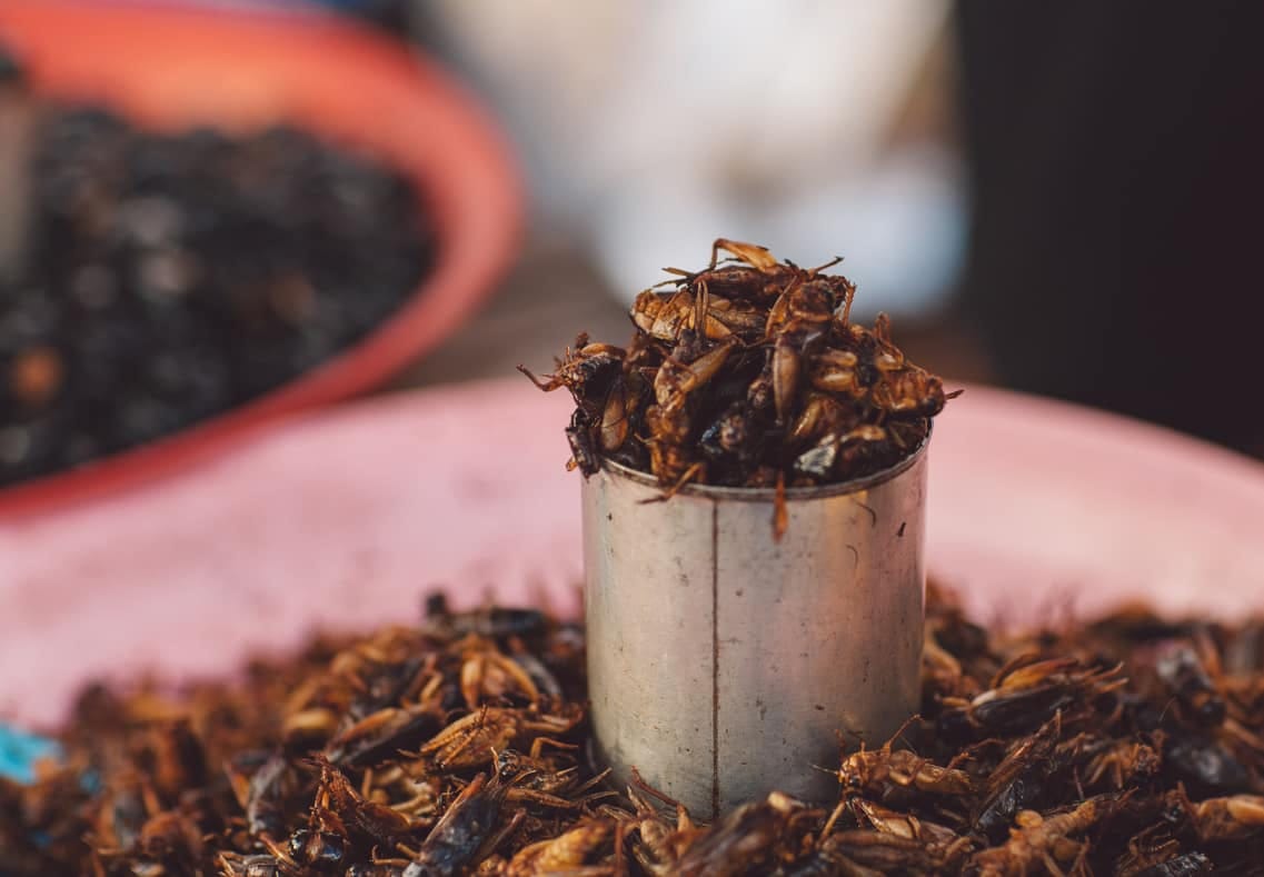 Insectes nuisibles ciblés par une intervention de désinsectisation